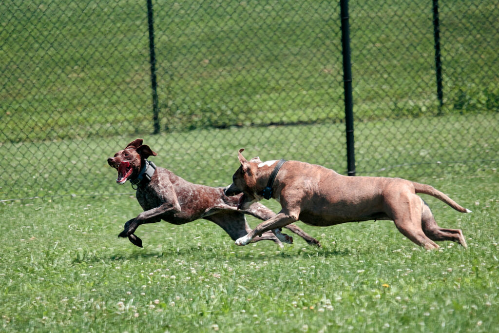 Dogs running in a fenced area