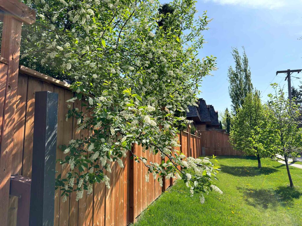 Row of townhouse buildings with shingle roofs, wooden fence and green trees on a sunny day.