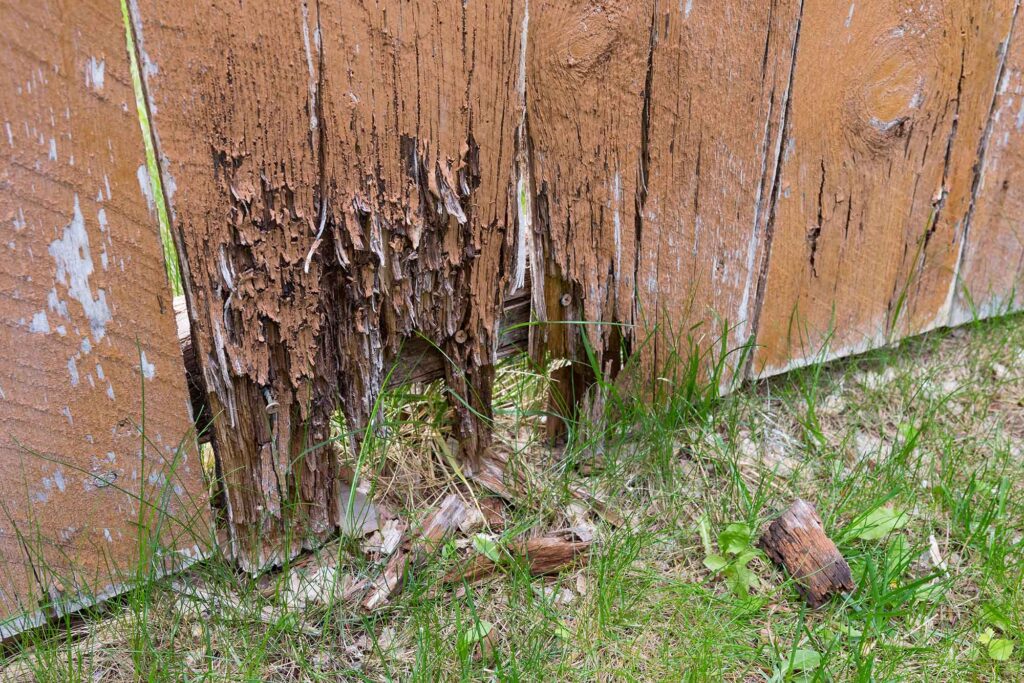 Cedar fence post rotting at the base